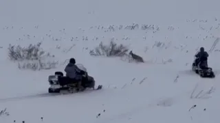 Под Свияжском в Татарстане вызволили косулю из глубокого сугроба