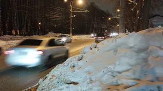 Мэр Кузнецка поручил убрать трупы кошек с обочин дорог