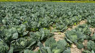 В Коми фермер в одиночку выращивает 250 тонн капусты ежегодно