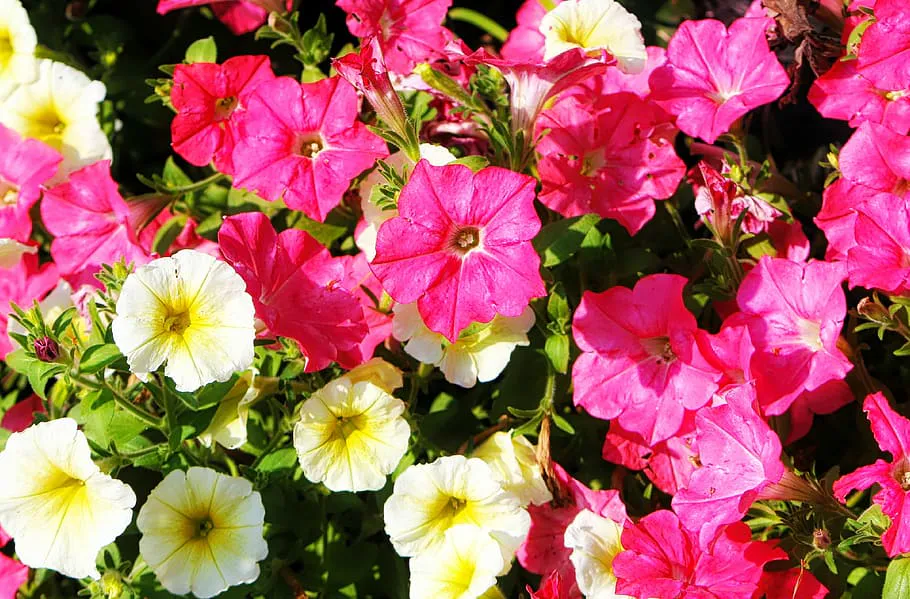 Для роскошного цветения петунии: добавьте 1 пилюлю в воду - и шапки в 40 см гарантированы