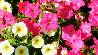 Для роскошного цветения петунии: добавьте 1 пилюлю в воду - и шапки в 40 см гарантированы