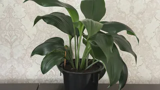 Спатифиллум всегда хочет этого: всего 1 грамм – растение крупнеет на глазах, каждый цветок — как опахало