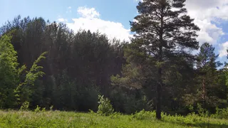 Рязанская область занимает 17 место в рейтинге экологически безопасных регионов