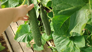 Дарю увядающим огурцам вторую жизнь: делаю это в августе, через три дня жёлтые завязи зеленеют