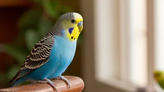 5 проблем волнистых попугаев - все хозяева с этим сталкиваются. Вы точно к такому не готовы