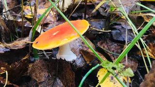 Перенес лесные грибы на свой огород. Раскрываю все тонкости осеннего «посева» для будущего урожая