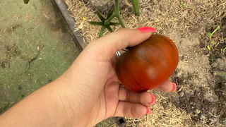 Выращиваю низкорослые томаты по совету 70-летнего агронома. За 3 месяца собрал по 25 кг с 6 кустов