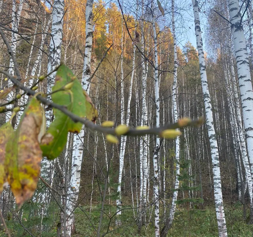 Из-за тёплого сентября на деревьях в Челябинской области начали набухать почки