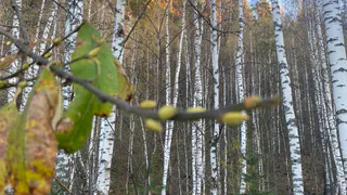 Из-за тёплого сентября на деревьях в Челябинской области начали набухать почки