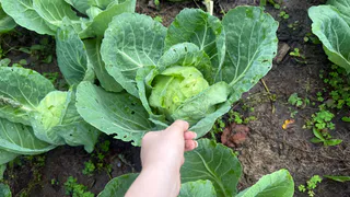 10 л на 5 ложек и опрыскала капусту в конце июля: белокрылка в муках откинула лапки, а личинки усохли — целые листочки до конца сезона