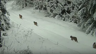 Убийство рыси закончилось печально для брянского браконьера