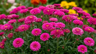 Дивные многолетники из серии «посадил и забыл»: завораживающие, малоуходные, цветут ярко и обильно весь сезон