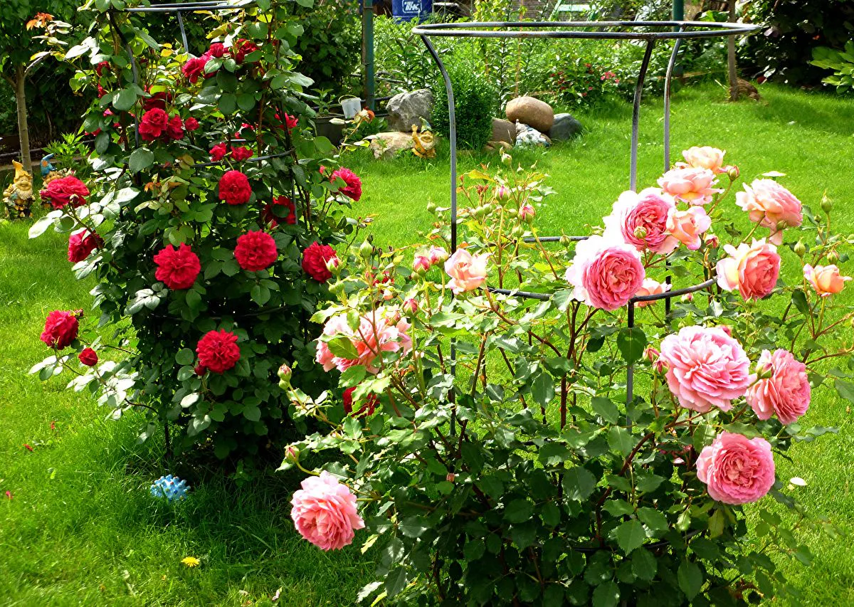 Тля атаковала розы: 3 народных средства спасут ваши цветы без всякой химии