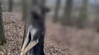 На дереве: в Рязанской области повесили собаку