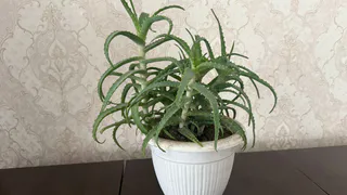 Квартира в зелени без лишних хлопот: эти пять растений не погибнут, даже если вы забудете о них на неделю – и именно их советуют опытные флористы