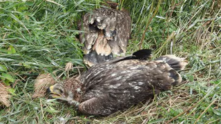 Орнитологи нашли выпавшего птенца орла и выходили его