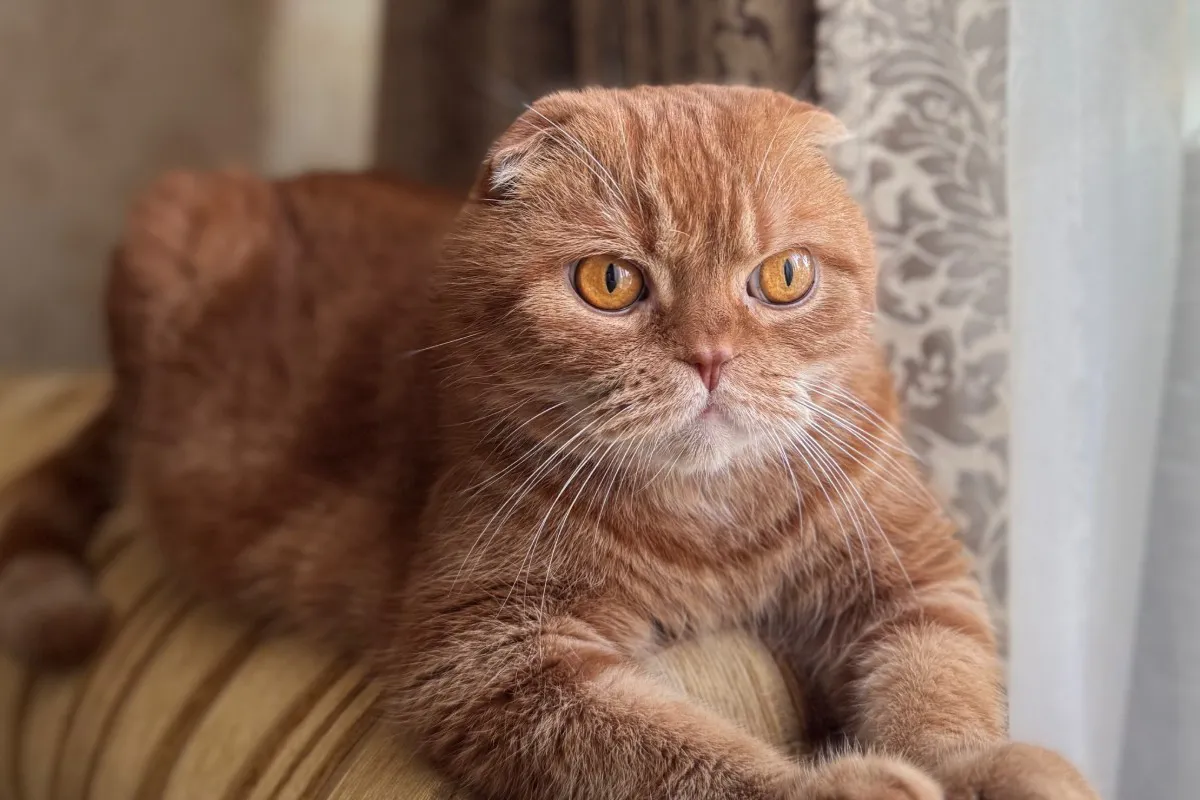 Правда ли есть возраст, после которого нельзя заводить питомцев? Эксперты честно ответили