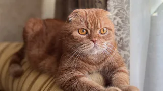 Правда ли есть возраст, после которого нельзя заводить питомцев? Эксперты честно ответили 