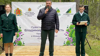 Более 20 тысяч саженцев сосны посадили во Владимирской области