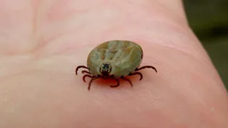 Клещи не переносят такой запах на одежде: стоит 50 рублей - в разы лучше магазинного аэрозоля