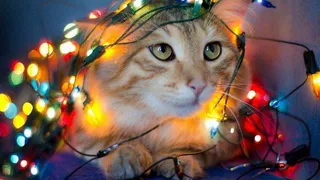 Новый год: три опасности для вашего питомца