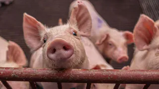 Жители Скопино массово жалуются на вонь от свинокомплекса