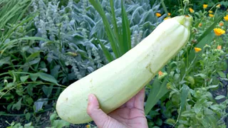 Когда кабачки надоели уже всем, готовлю хрустящие блинчики с начинкой за 10 минут: улетают со стола молниеносно 