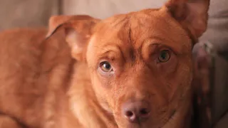 Дай лапку: Рада, Марсель и Мелисса в поисках хозяев