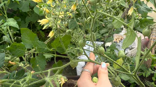 Вместо мясистых помидорок — пустоцветы и гниль: 11 сортов томатов, которые подвели этим летом - больше сажать не буду