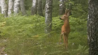 Во время рейда в лесах Муромского района охотинспектор встретил косулю