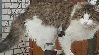 В Рыбном коту в рот засунули петарду