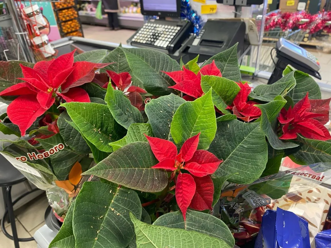 «Рождественская звезда» зажглась на прилавках магазинов Магнитогорска: секреты ухода за пуансеттией
