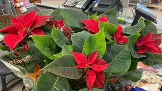 «Рождественская звезда» зажглась на прилавках магазинов Магнитогорска: секреты ухода за пуансеттией