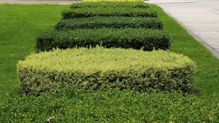 Выбор кустарников для живой изгороди: идеальные растения для вашего сада