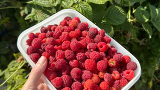 Осенью вношу под малину только «советскую» подкормку. Урожая каждый год всё больше