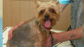 Глава Чувашии утвердил требования к пунктам передержки животных