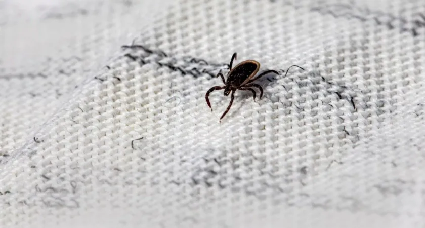 Клещи не переносят этот запах на одежде: стоит 50 рублей - лучше магазинного аэрозоля