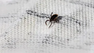 Клещи не переносят этот запах на одежде: стоит 50 рублей - лучше магазинного аэрозоля