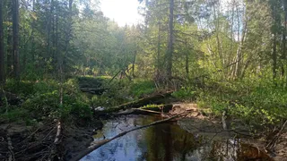 На юге Республики Коми пропали редкие лишайники