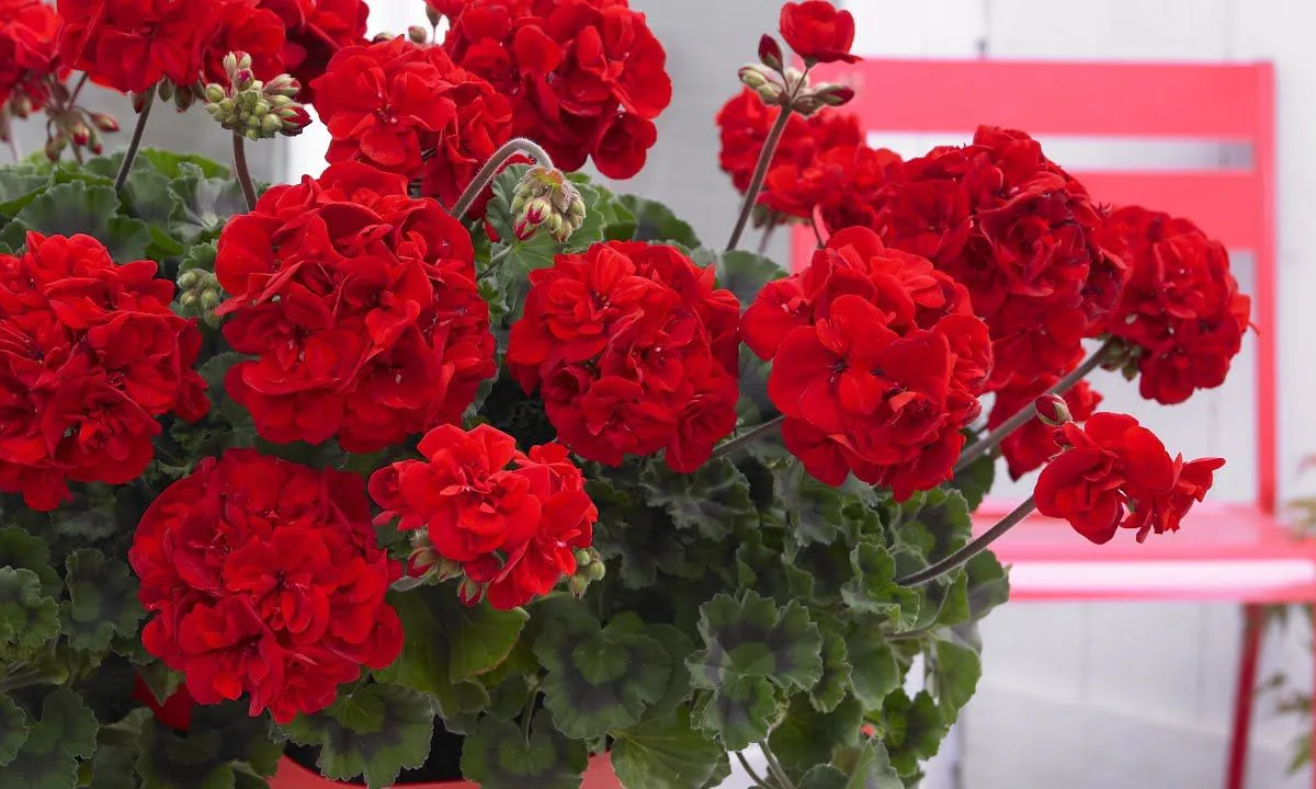 10 мл для увядающей герани — невероятное преображение: пышное цветение 365 дней в году