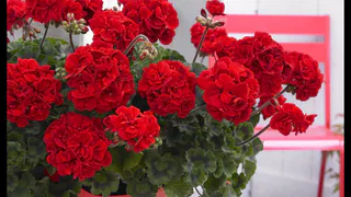 10 мл для увядающей герани — невероятное преображение: пышное цветение 365 дней в году