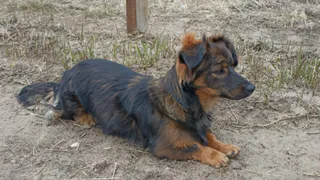 Суд в Коми взыскал компенсацию за нападение овчарки на маленькую собаку