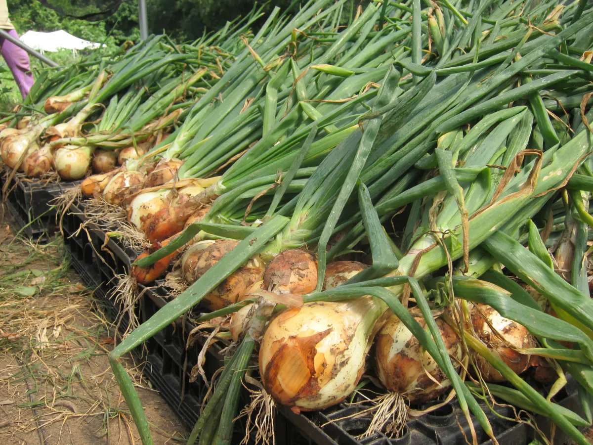 Копаю лук строго по этим дням — и он хранится до лета: ни гнили, ни проростков