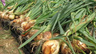 Луковица размером с два кулака: кормим лук в июле, и он отблагодарит большим урожаем