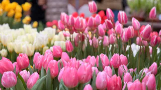 «Обойдёмся без цветов»: рязанцы обсуждают рост цен к 8 марта