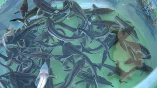 Ради природы: в Оку запустили 18000 мальков стерляди