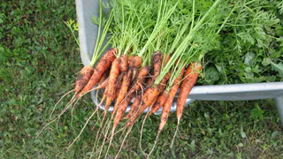 Морковь сразу пойдёт в рост: в первой половине июля полейте грядку этим раствором — первый шаг к урожаю 