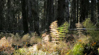 В Чувашии родственник министра получил 5 тысяч гектаров охотничьих угодий за всего 3 тысячи рублей