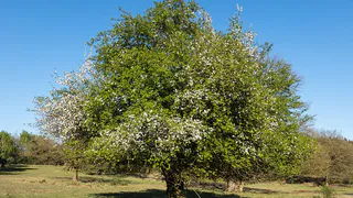 Весенние заботы о яблонях: пошаговое руководство для богатого урожая