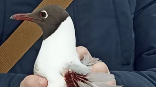 В Коми мужчина спас раненую чайку от неминуемой гибели